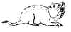 gopher.jpg (30631 bytes)