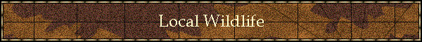 Pets & Local Wild Life